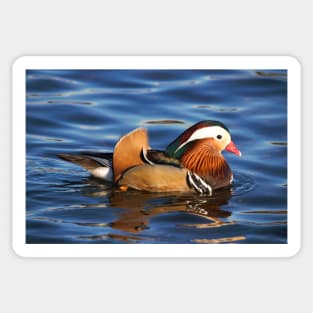 Beautiful Mandarin Duck at the Pond Sticker